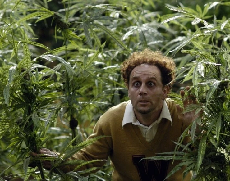 Сумасшествие вокруг марихуаны: Киномюзикл 2005 скачать торрентом Сумасшествие вокруг марихуаны: Киномюзикл 2005 скачать торрентом