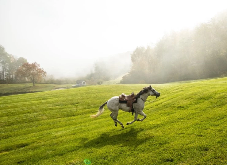 Галопом к мечте 2022 скачать через торрент бесплатно Галопом к мечте 2022 скачать через торрент бесплатно