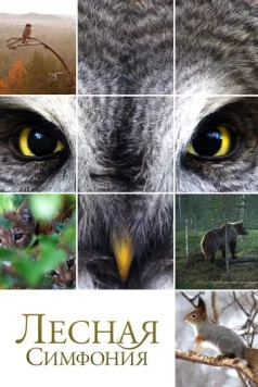 Лесная симфония / Metsän tarina 2012 скачать через торрент в хорошем качестве