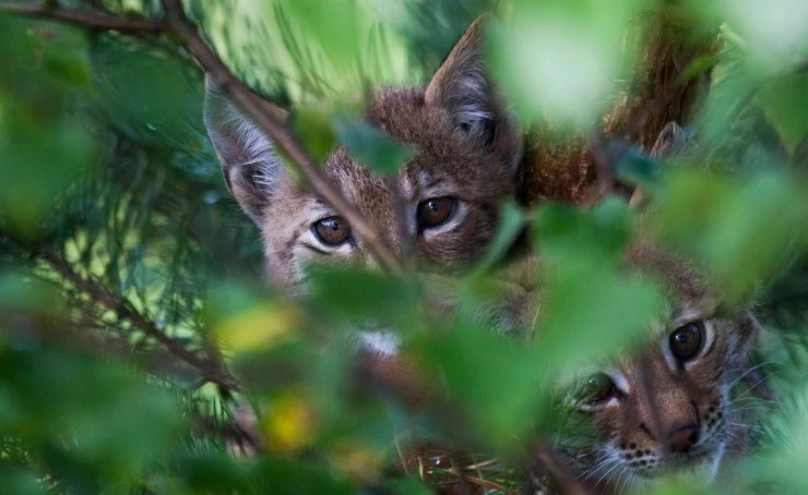 Лесная симфония 2012 скачать через торрент бесплатно Лесная симфония 2012 скачать через торрент бесплатно