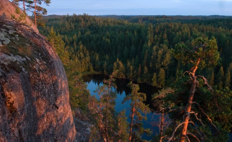 Лесная симфония 2012 скачать с торрента Лесная симфония 2012 скачать с торрента