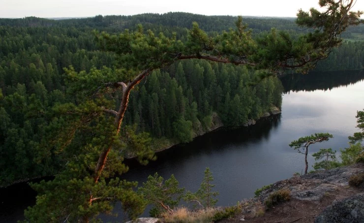 Лесная симфония 2012 скачать торрентом Лесная симфония 2012 скачать торрентом