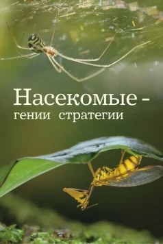 Насекомые - гении стратегии / Insects, Geniuses of Strategy 2021 скачать через торрент в хорошем качестве