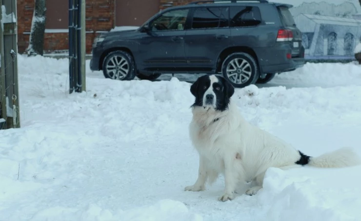 Папаши 2024 скачать с торрента Папаши 2024 скачать с торрента