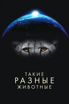 Такие разные животные / Life in the Animal Kingdom 2024 скачать через торрент в хорошем качестве