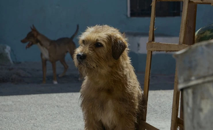 Артур, ты король 2024 скачать торрентом Артур, ты король 2024 скачать торрентом