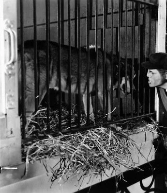 Лондонский оборотень 1935 скачать с торрента Лондонский оборотень 1935 скачать с торрента