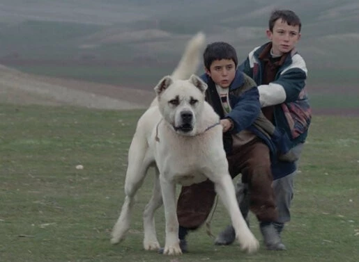 Сивас 2014 скачать с торрента Сивас 2014 скачать с торрента