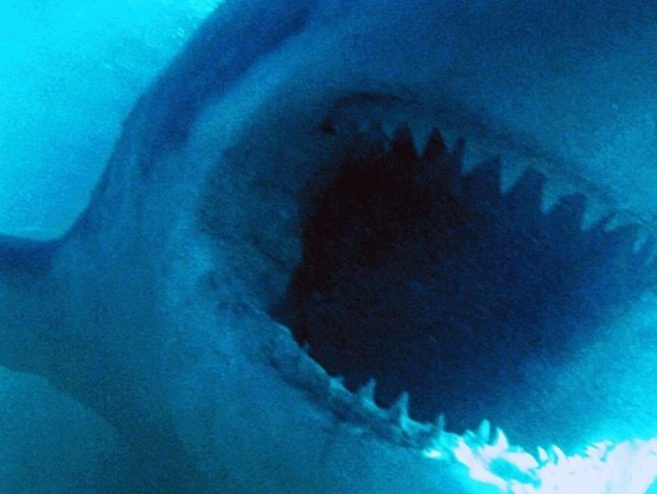 Акулы 1999 скачать торрентом Акулы 1999 скачать торрентом