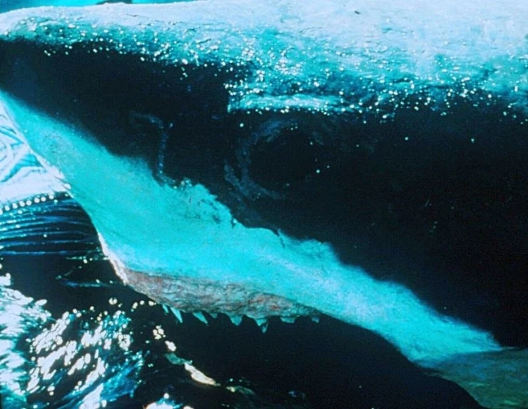 Акулы 1999 скачать через торрент бесплатно Акулы 1999 скачать через торрент бесплатно