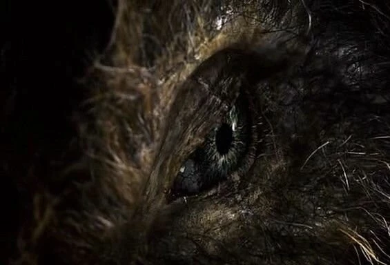 Кабан-убийца 2009 скачать через торрент бесплатно Кабан-убийца 2009 скачать через торрент бесплатно