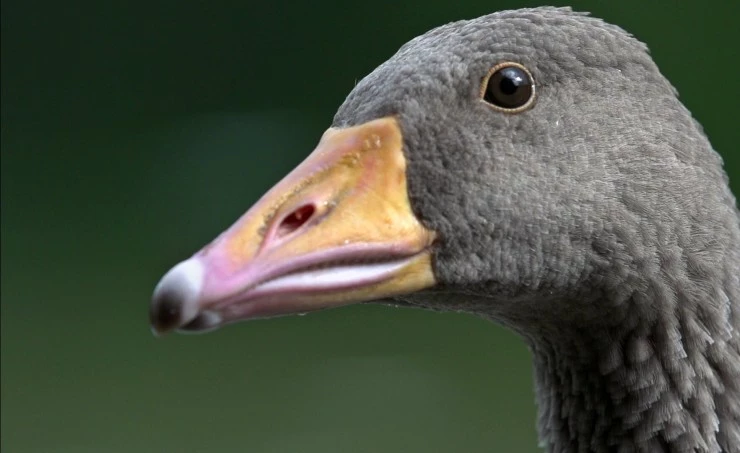 Загадки перелётных птиц 2014 скачать торрентом Загадки перелётных птиц 2014 скачать торрентом