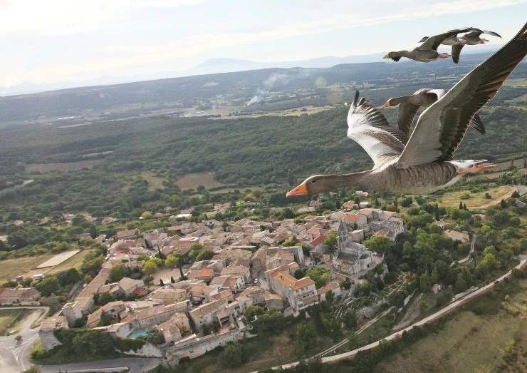 Загадки перелётных птиц 2014 скачать через торрент бесплатно Загадки перелётных птиц 2014 скачать через торрент бесплатно