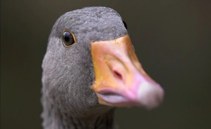 Загадки перелётных птиц 2014 скачать с торрента Загадки перелётных птиц 2014 скачать с торрента