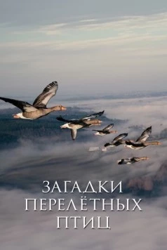 Загадки перелётных птиц / Les routes secrètes des oiseaux migrateurs 2014 скачать через торрент в хорошем качестве