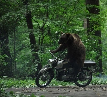 Медведь 2011 скачать торрентом Медведь 2011 скачать торрентом