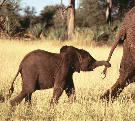 Приключения слона 2000 скачать торрентом Приключения слона 2000 скачать торрентом