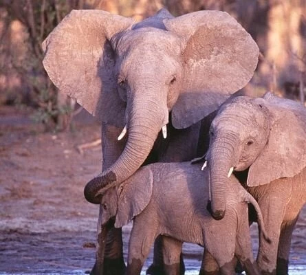 Приключения слона 2000 скачать с торрента Приключения слона 2000 скачать с торрента