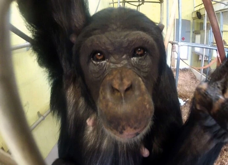 Комплекс шимпанзе 2014 скачать с торрента Комплекс шимпанзе 2014 скачать с торрента