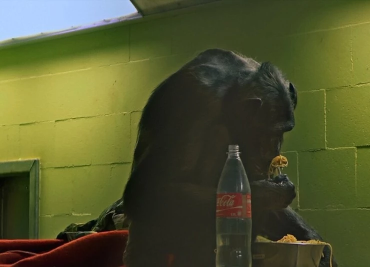 Комплекс шимпанзе 2014 скачать торрентом Комплекс шимпанзе 2014 скачать торрентом