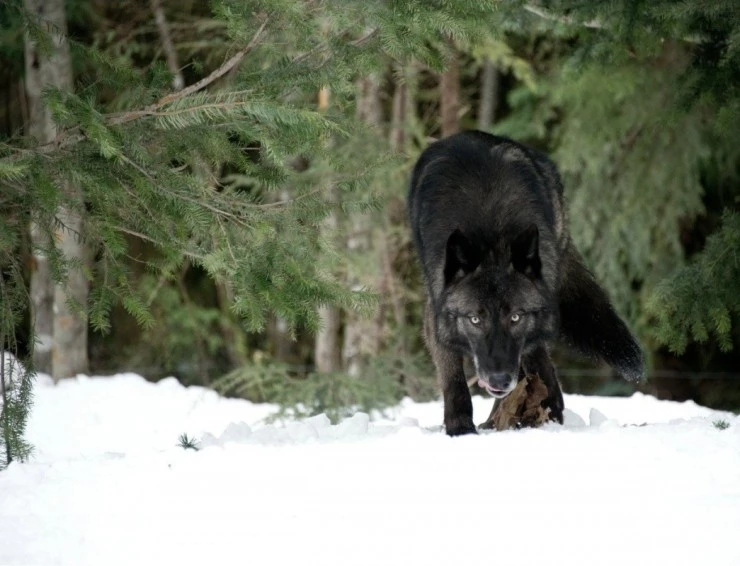 Схватка 2011 скачать с торрента Схватка 2011 скачать с торрента