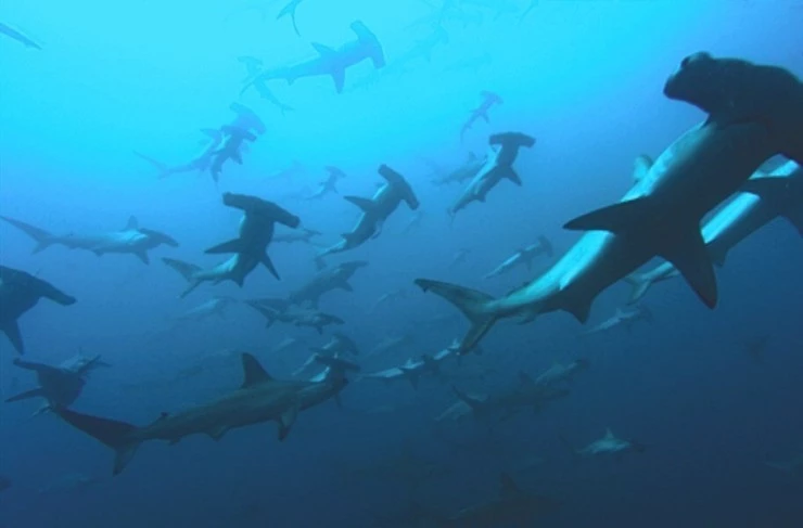 Глубина 2003 скачать через торрент бесплатно Глубина 2003 скачать через торрент бесплатно