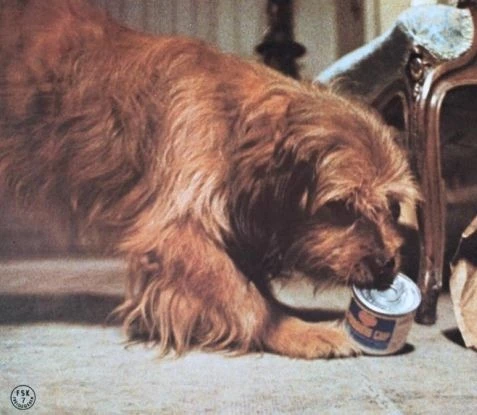 Бенджи 1974 скачать торрентом Бенджи 1974 скачать торрентом