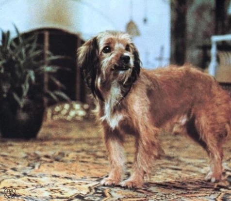 Бенджи 1974 скачать через торрент бесплатно Бенджи 1974 скачать через торрент бесплатно