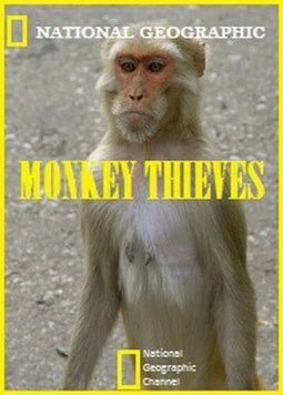 Обезьяны-воришки / Monkey Thieves 2008 скачать через торрент в хорошем качестве