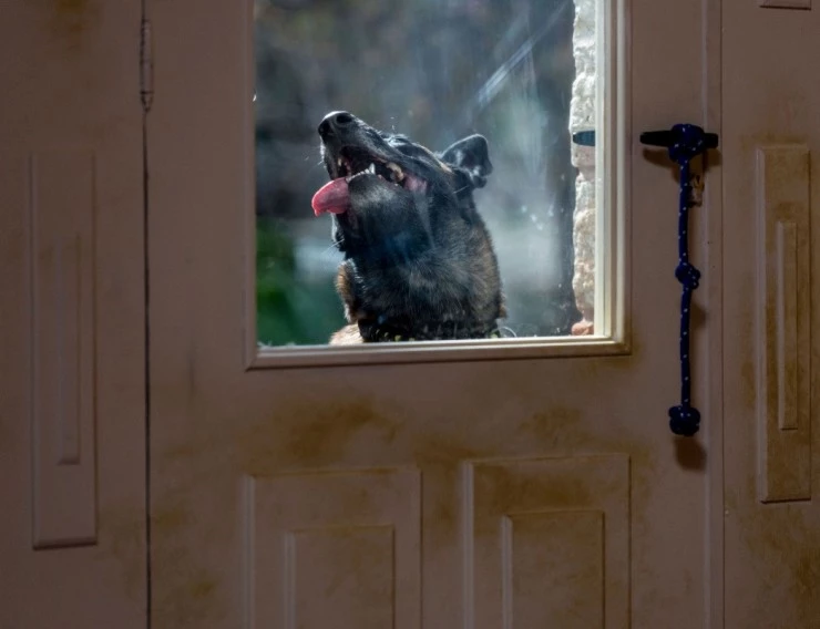 Бешенство 2019 скачать торрентом Бешенство 2019 скачать торрентом