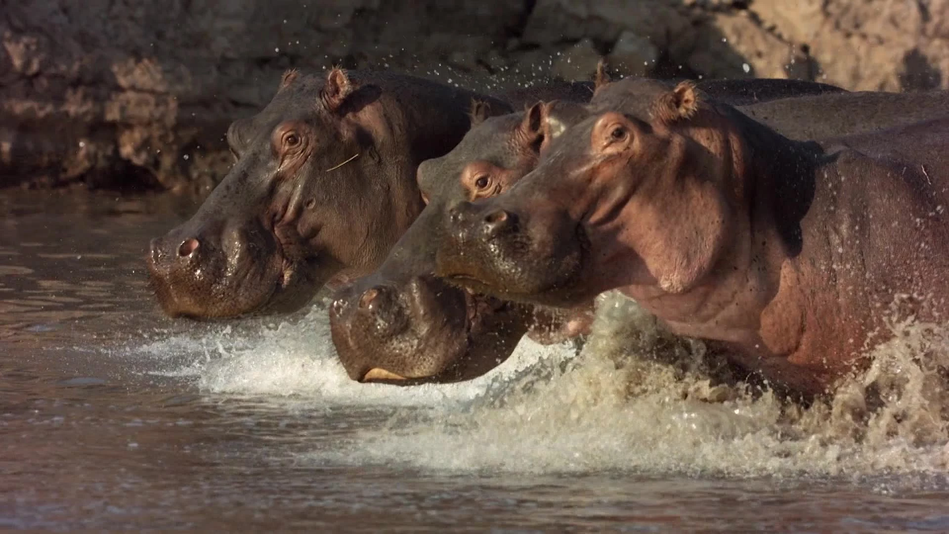 Бегемот против крокодила / Hippo vs Croc (2014)