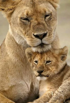 BBC. Заботливые мамы / Animal Mums (2015)