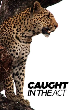 В объективе: необычное поведение животных / Caught in the Act (2007)
