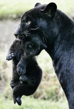 Настоящая черная пантера / The Real Black Panther (2020)